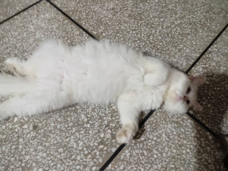 Persian cat 6