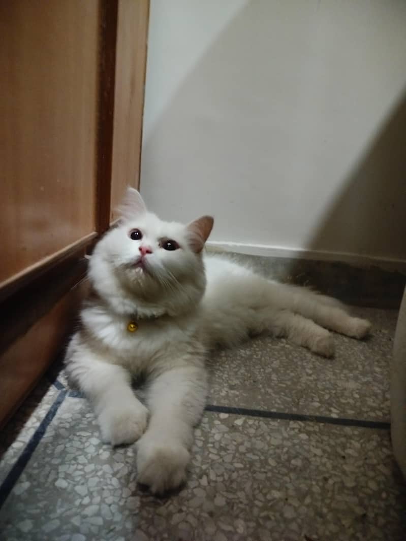 Persian cat 8