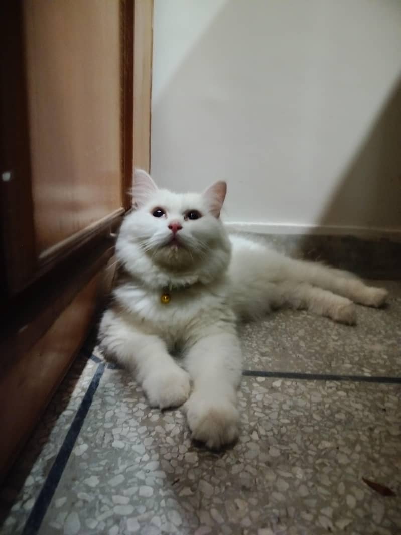 Persian cat 9