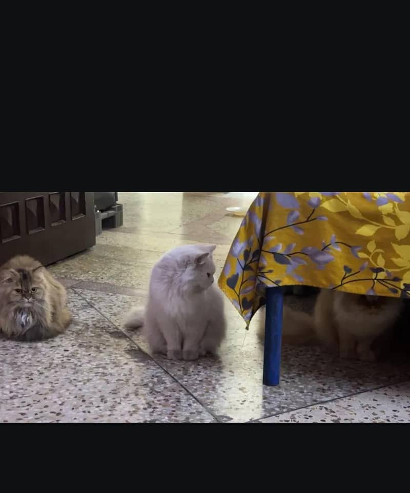 Persian cat 11