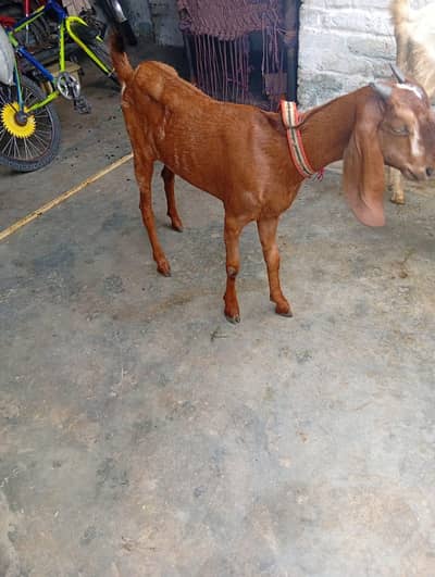 char Rajan puri bakre 2 male 2 female