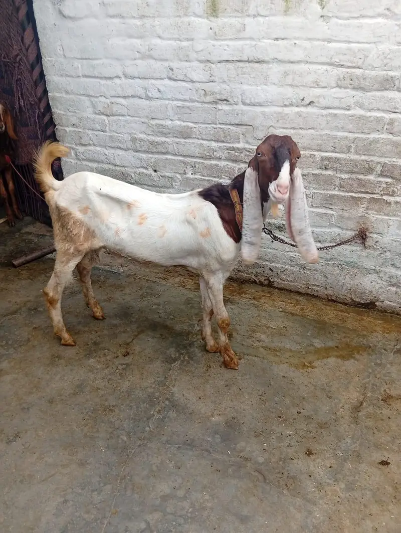 char Rajan puri bakre 2 male 2 female — photo 2