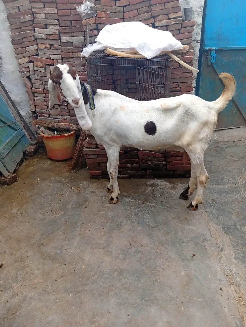 char Rajan puri bakre 2 male 2 female — photo 3