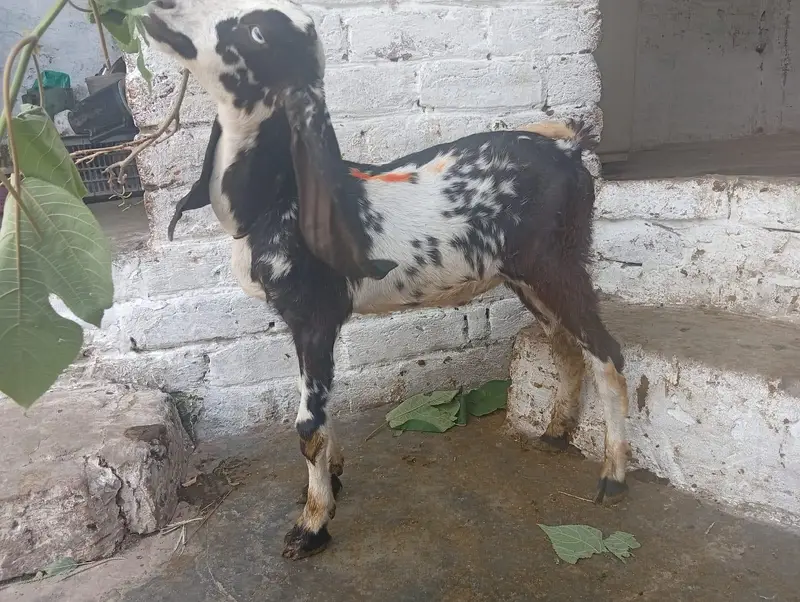 char Rajan puri bakre 2 male 2 female — photo 4
