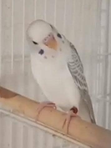 budgies available in reasonable price excellent color and good sizes