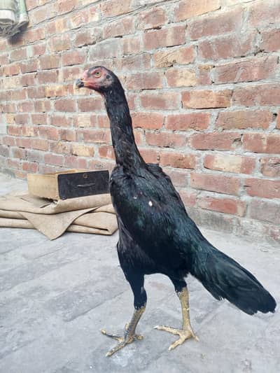 Black Oh shamo pathy pathiya, Black Shamo breeder female.