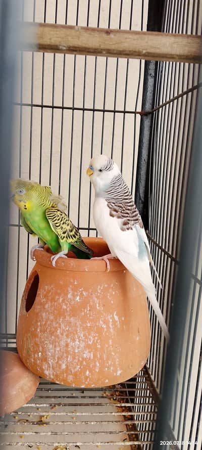 Australian Parrots with Cage for sale