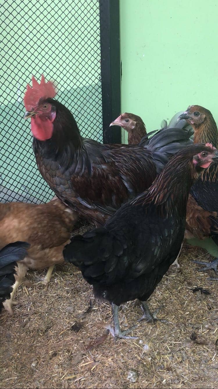 Desi Hens 0