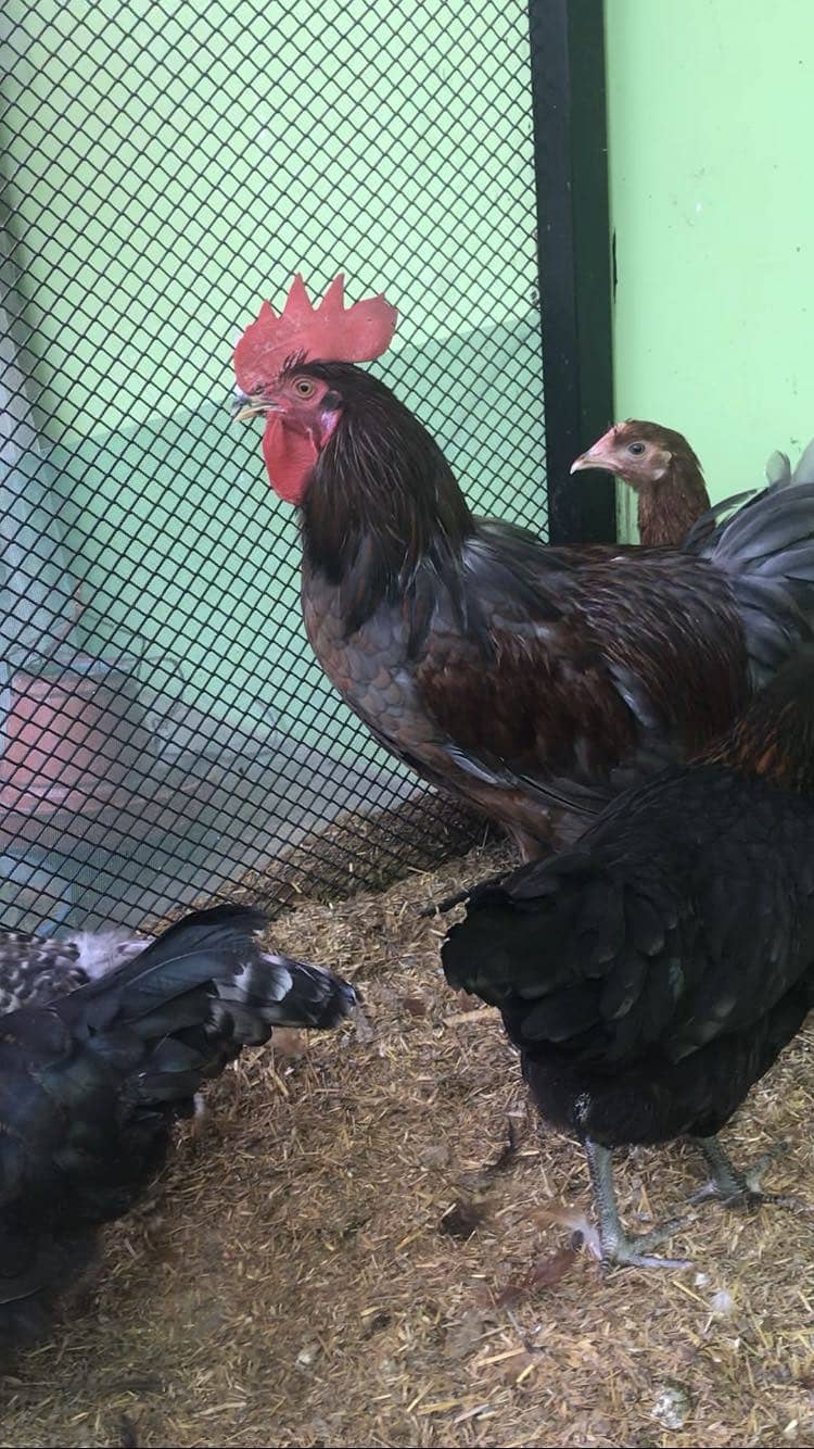 Desi Hens 1