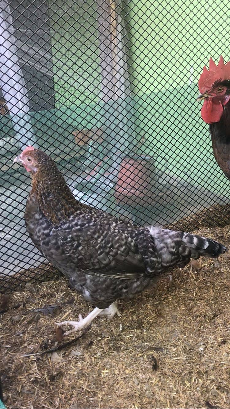 Desi Hens 2