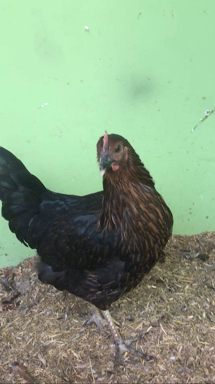 Desi Hens 3