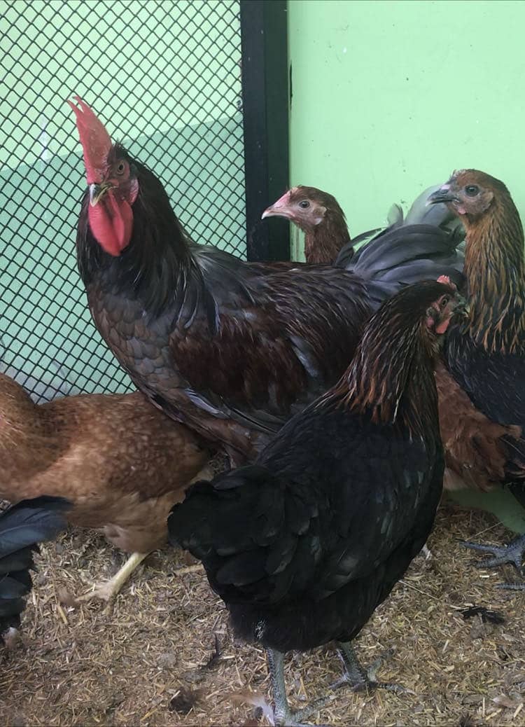 Desi Hens 4