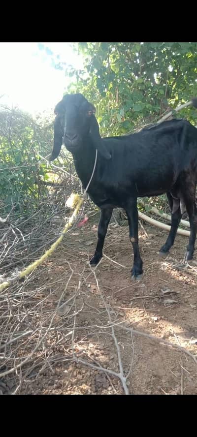 Goat for sale with 8 days male and female