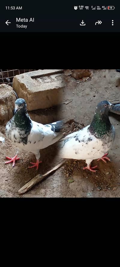 Pigeons for sale, feel free to contact price is negotiable 03245974166
