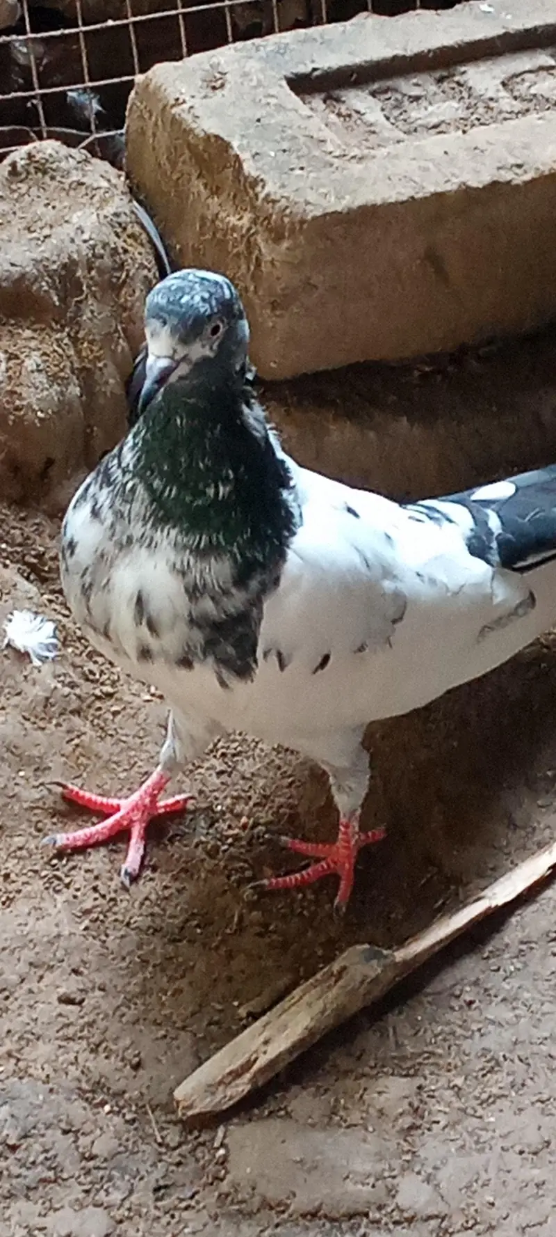 Pigeons for sale, feel free to contact price is negotiable 03245974166 — photo 2