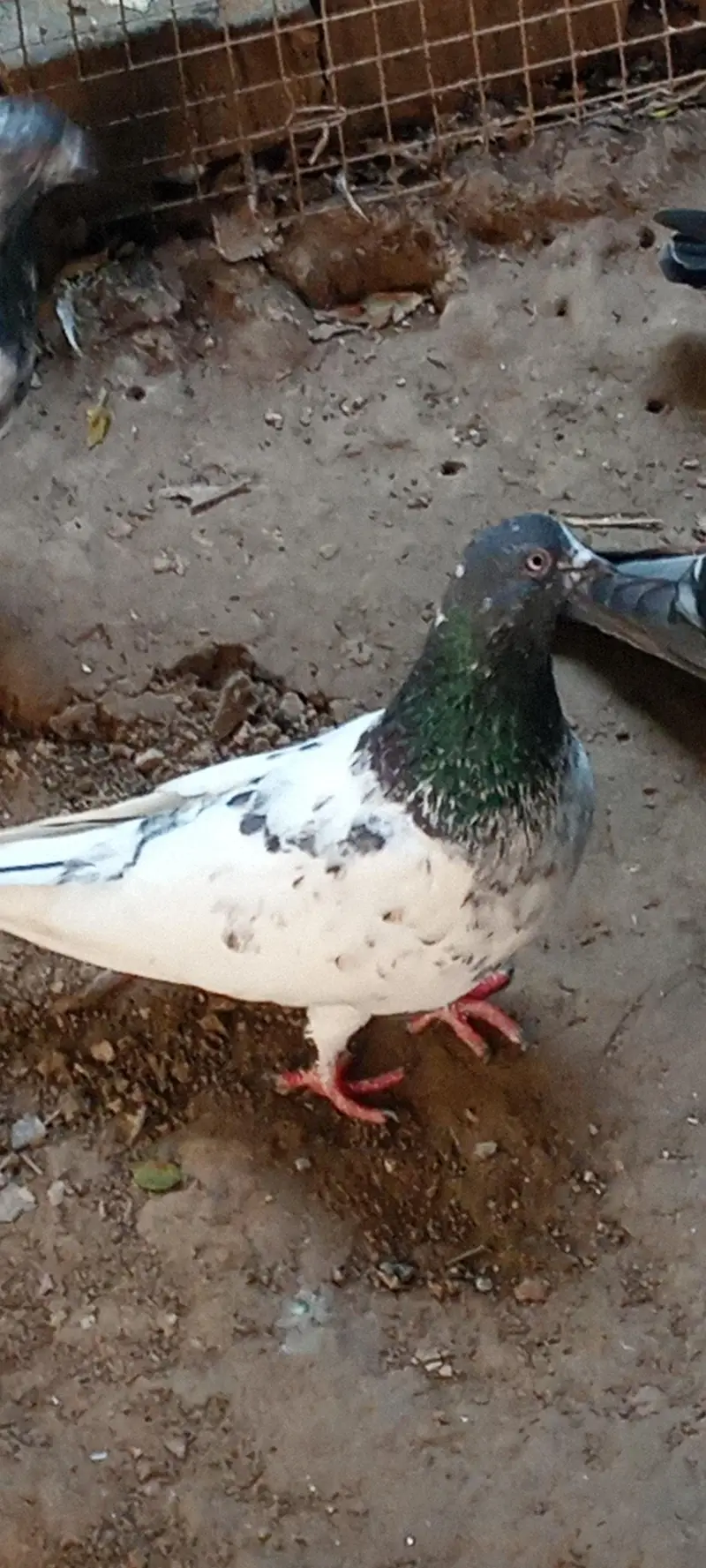Pigeons for sale, feel free to contact price is negotiable 03245974166 — photo 3