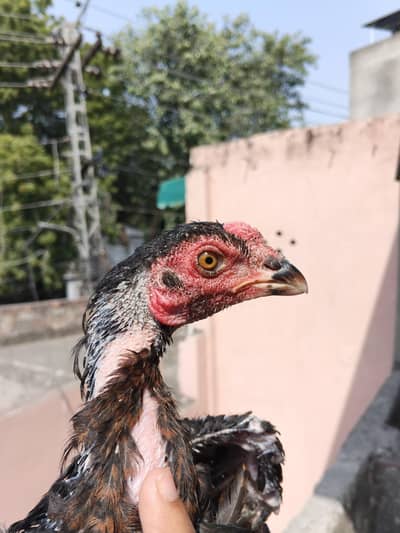 Exchange possible with 2desi hens and 1 desi male