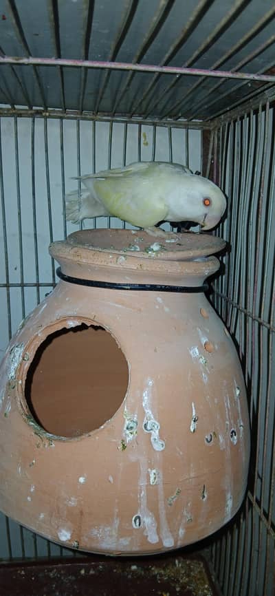 rozicoli available