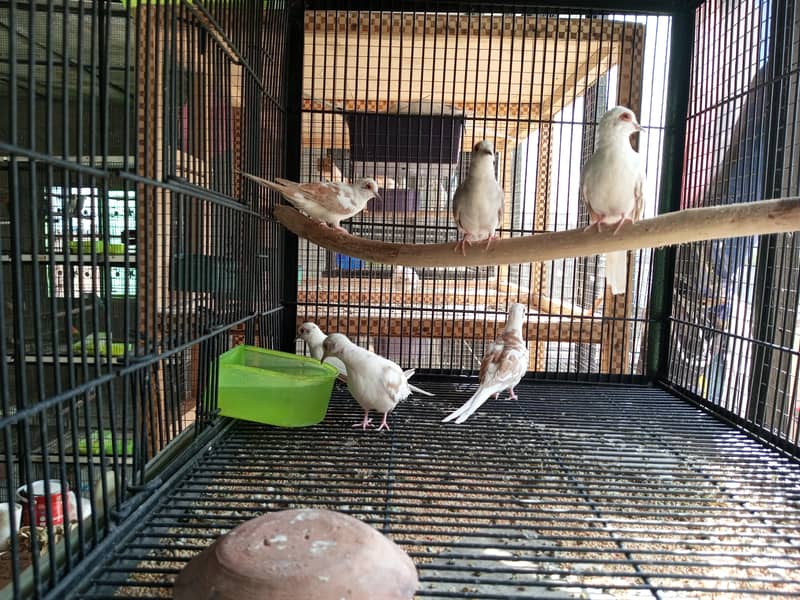 Red Pide Doves 0