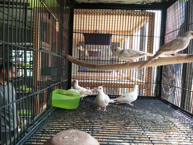 Red Pide Doves — photo 2