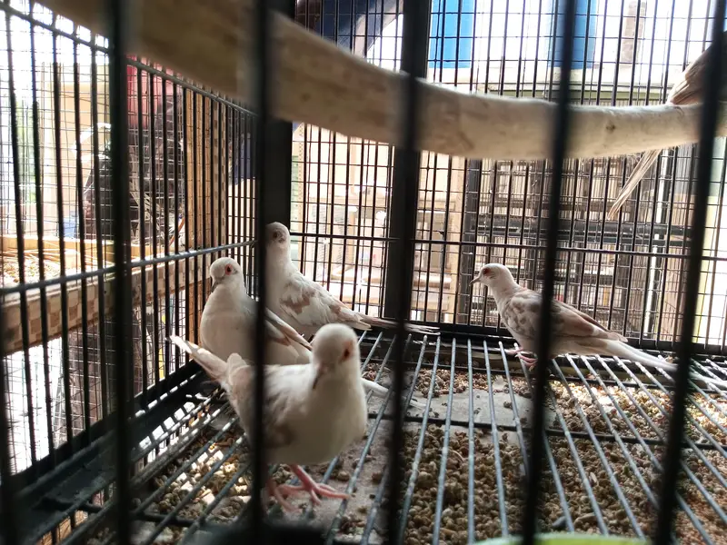 Red Pide Doves — photo 3