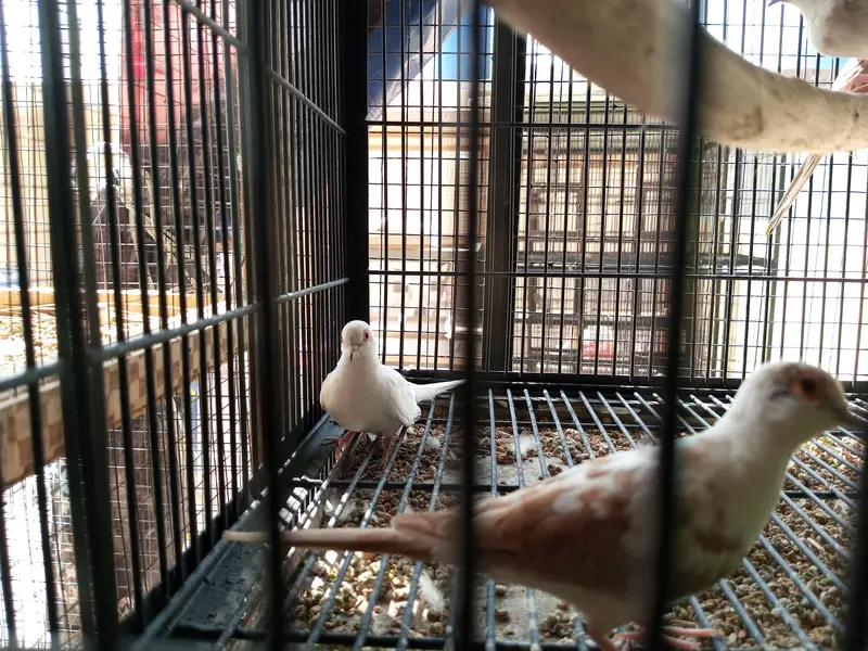 Red Pide Doves — photo 4