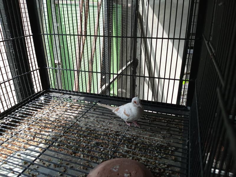 Red Pide Doves 4