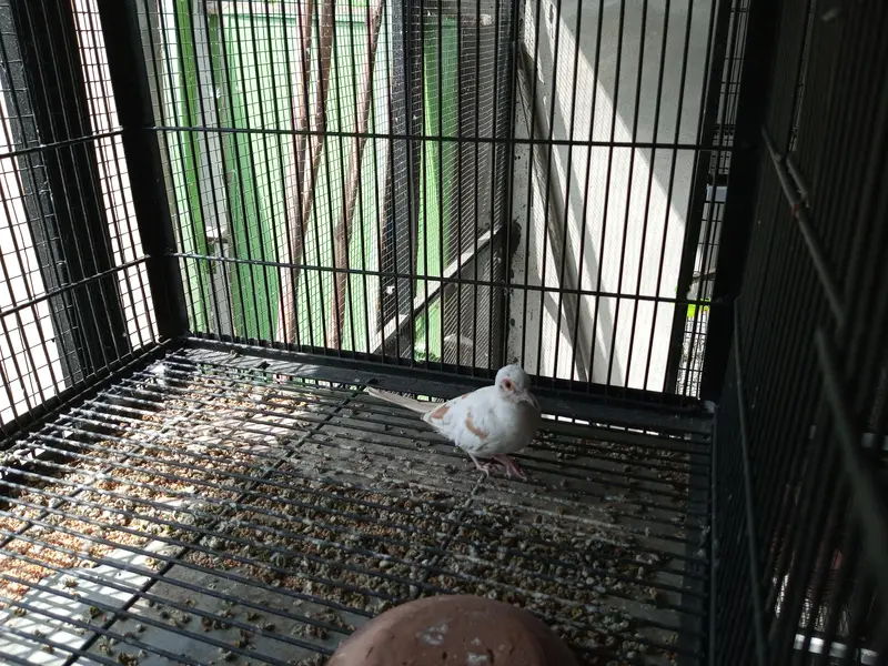 Red Pide Doves — photo 5