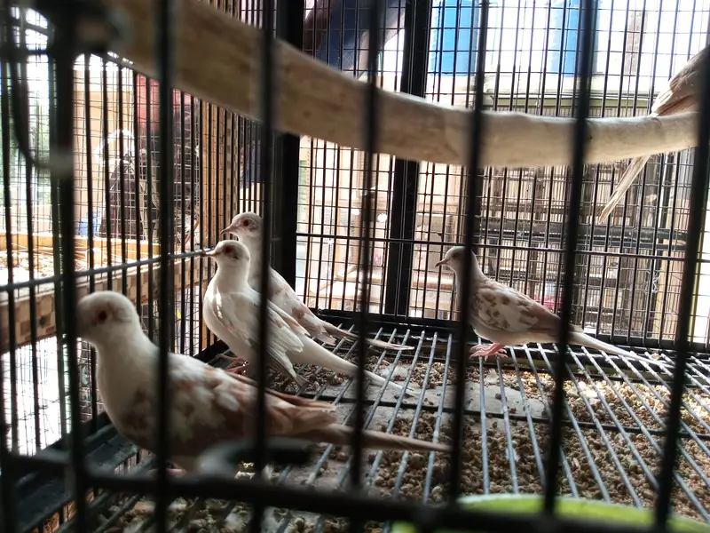 Red Pide Doves — photo 6