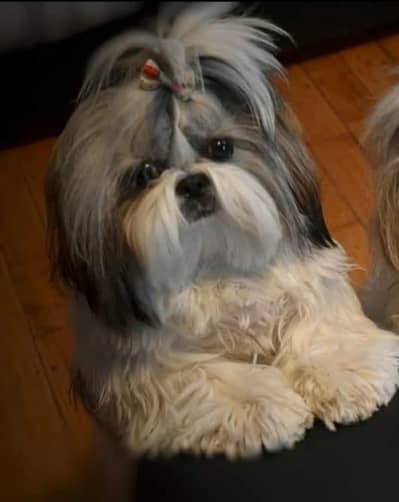 Shitzu Puppy | Shitzu Poodle Puppy | Shitzu Puppy For Sale