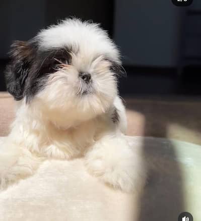 Shitzu Puppy | Shitzu Poodle Puppy | Shitzu Puppy For Sale