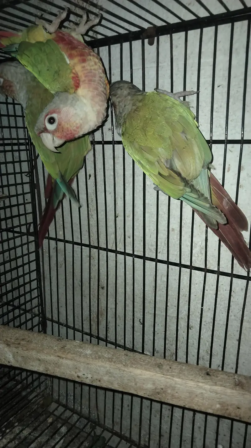 highly red factor pineapple contour with dna — photo 2