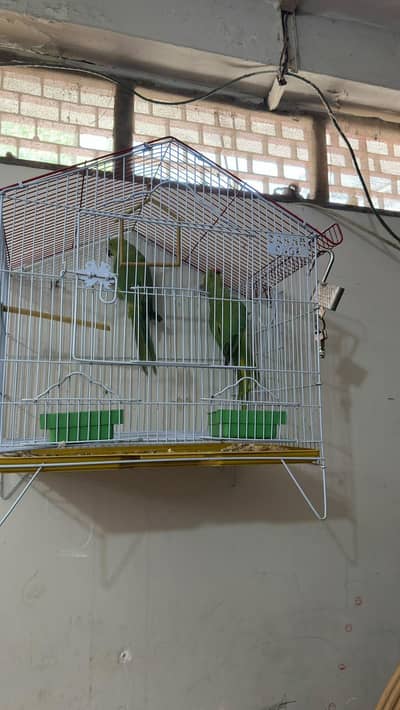 Green ring neck pair pathy