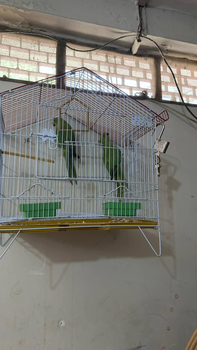 Green ring neck pair pathy 0