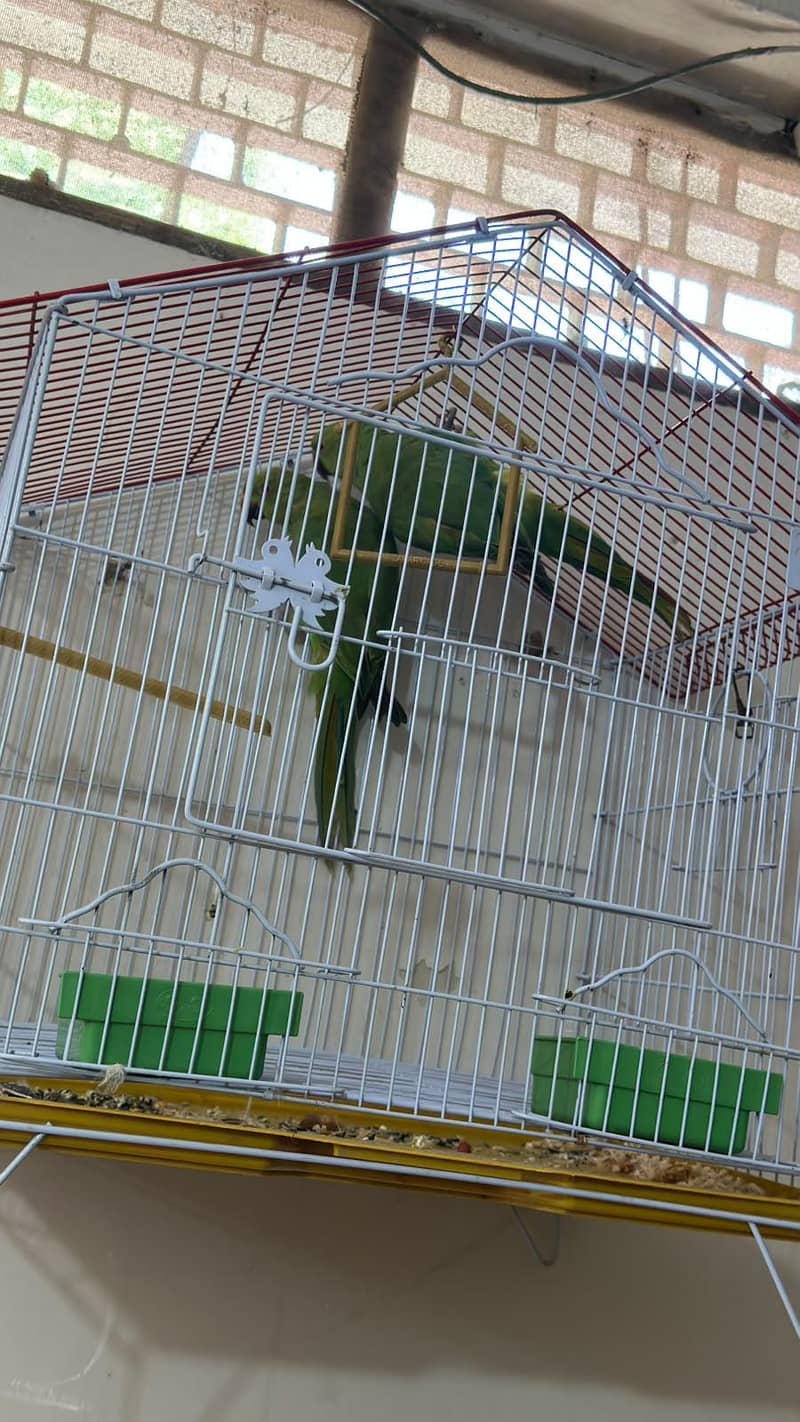 Green ring neck pair pathy 1