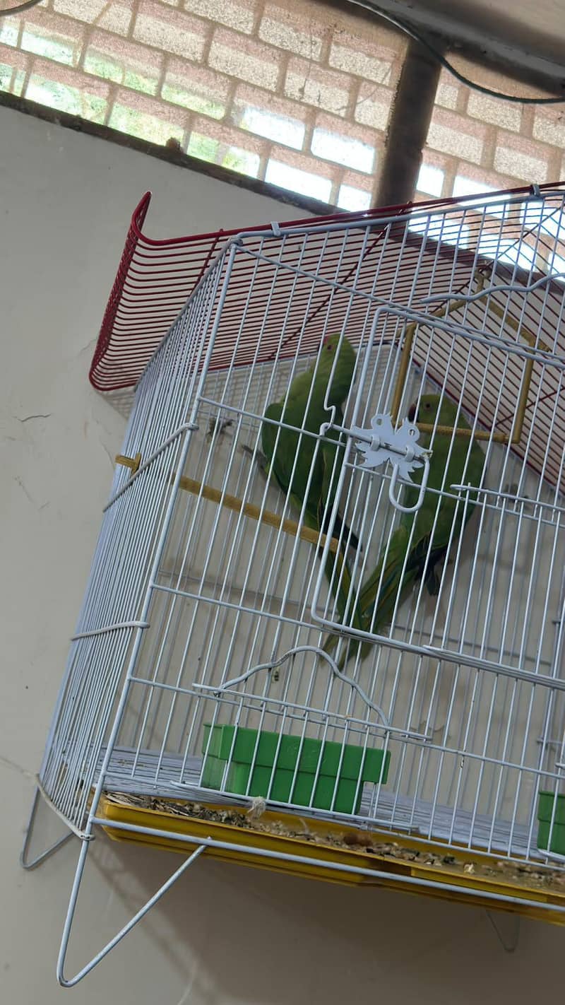Green ring neck pair pathy 2