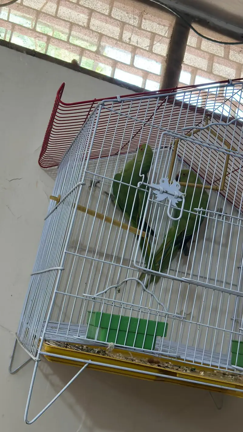 Green ring neck pair pathy — photo 3
