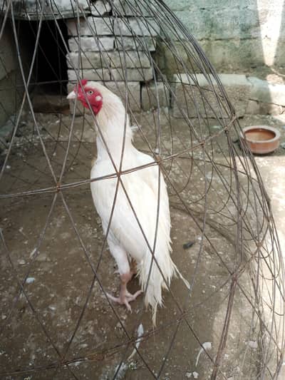 White Aseel