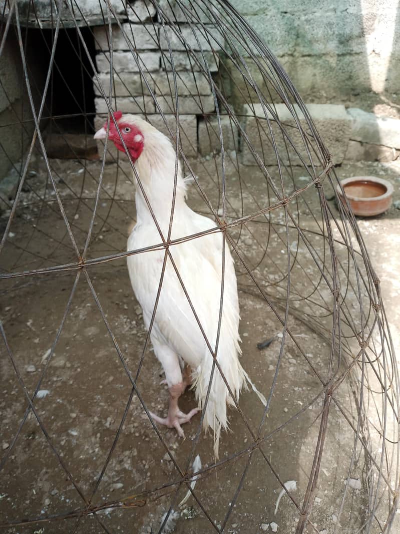 White Aseel 0