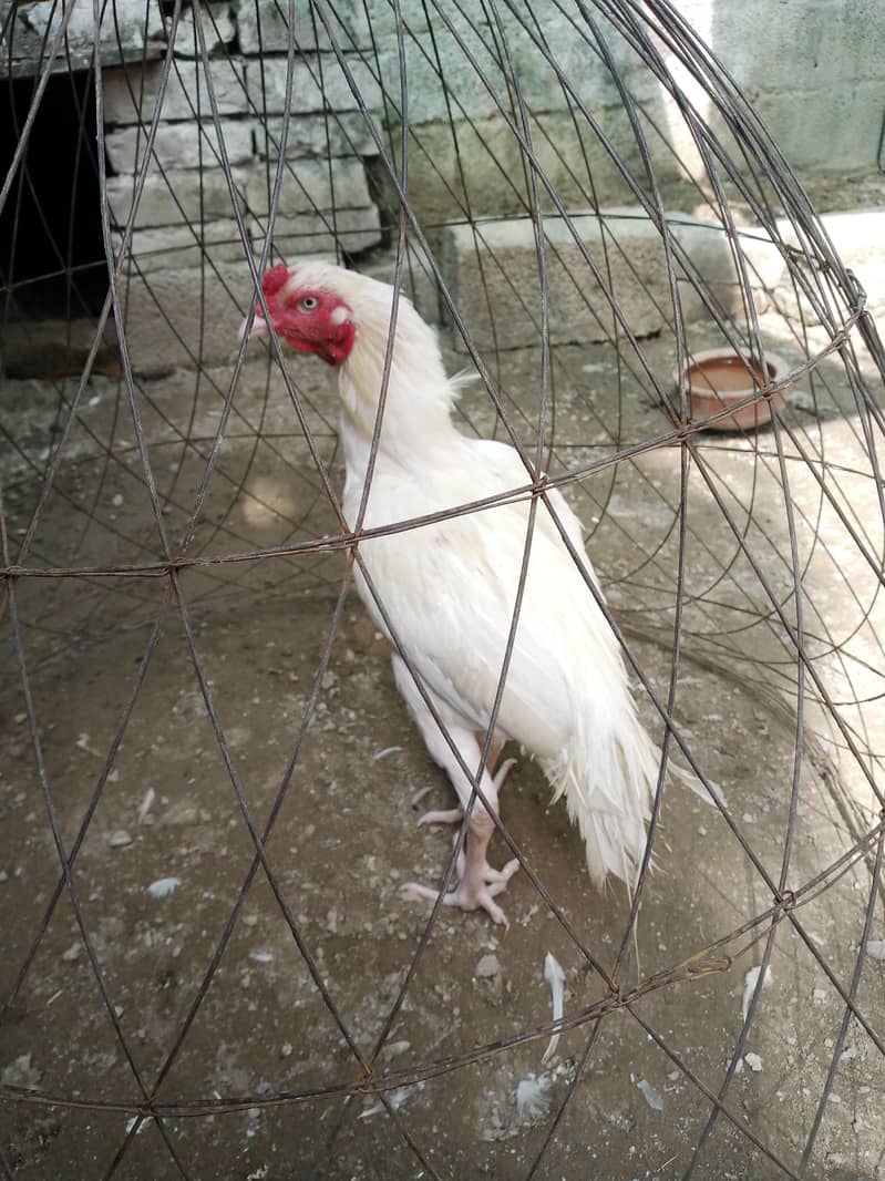 White Aseel 1
