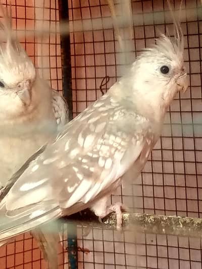 White face fawn coaktail-breeder pair-healthy- ready to breed .