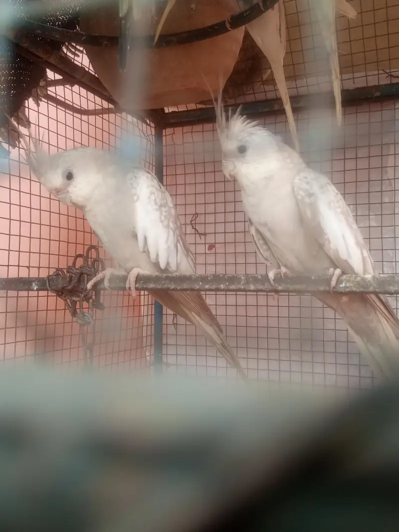 White face fawn coaktail-breeder pair-healthy- ready to breed . — photo 3