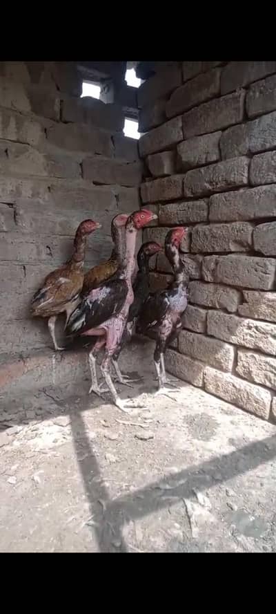 Aseel pair for sale