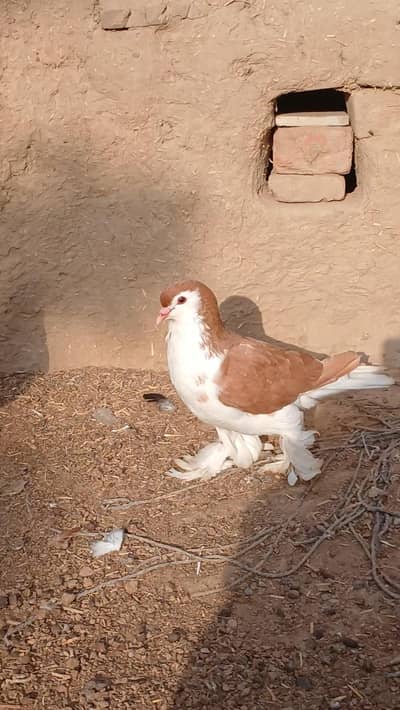 German sherazi breeder male
