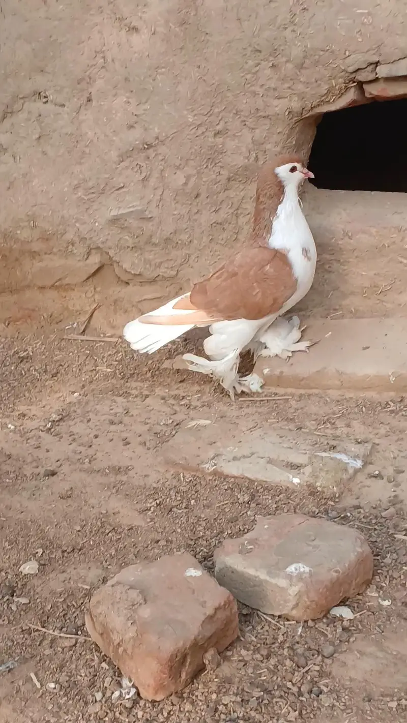 German sherazi breeder male — photo 2