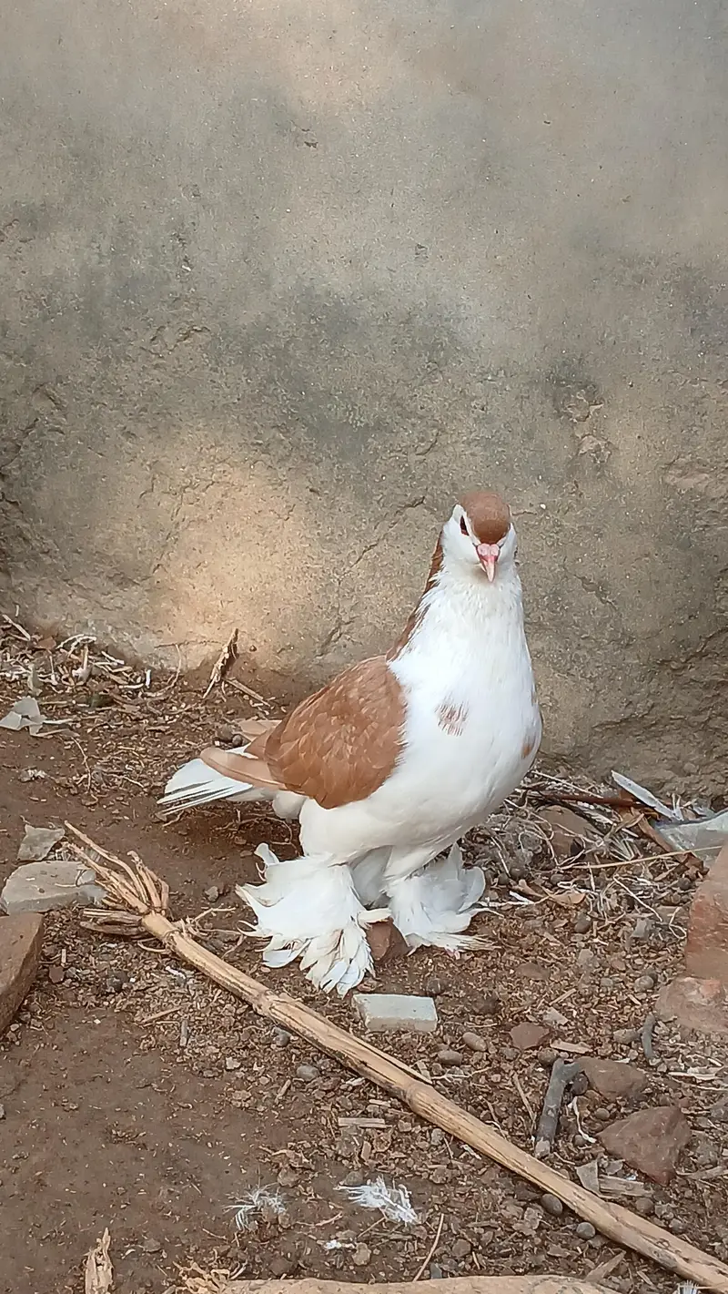 German sherazi breeder male — photo 4