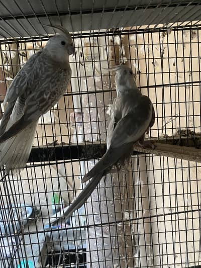 cocktail breeder pair