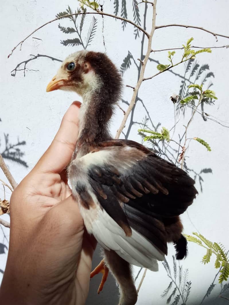 aseel chicks 2