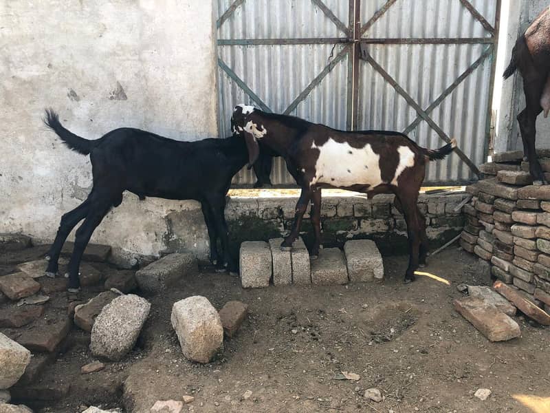 beatal goats 0