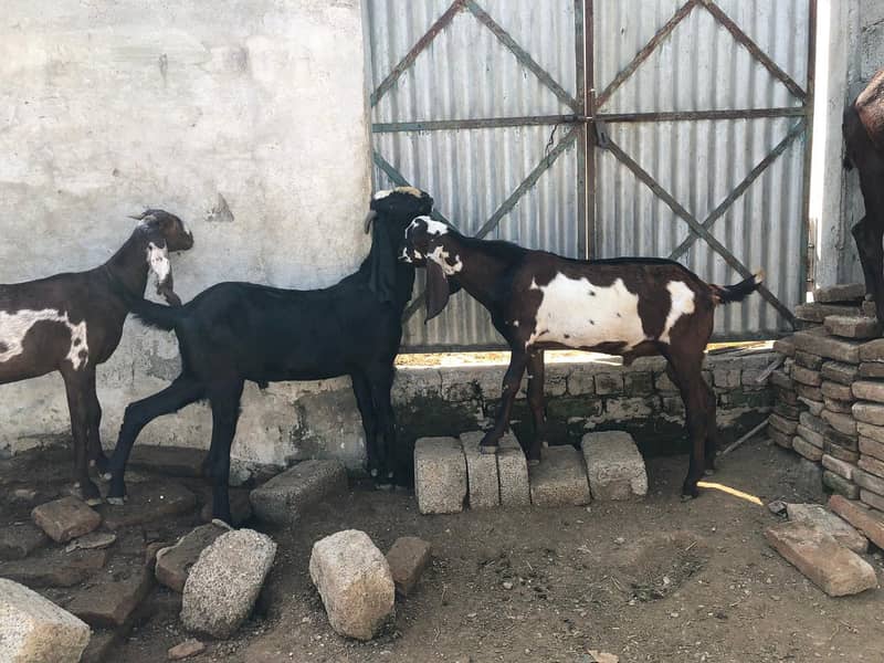 beatal goats 1